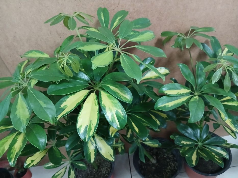 Шефлера высота 45-50см