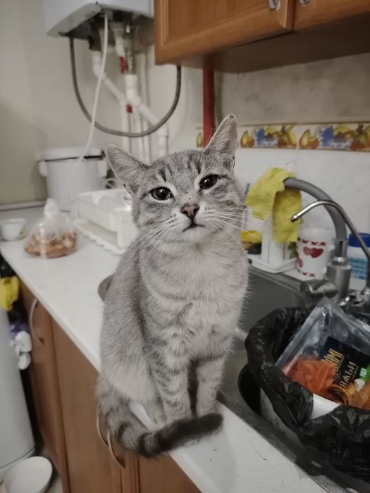 Отдам кошек котов котят