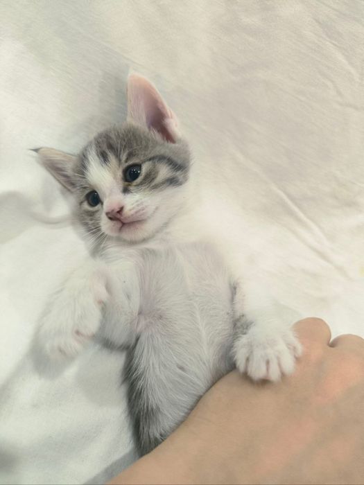 Котенок серо белый