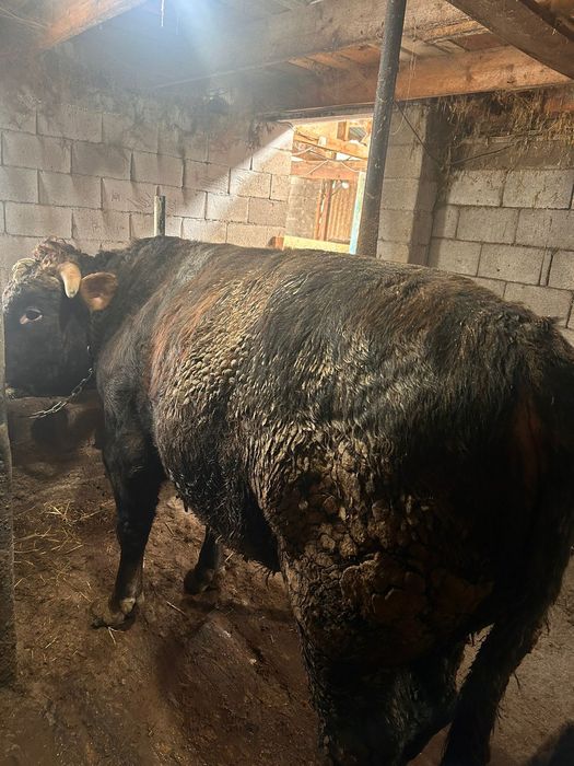 Продам бычков с откорма