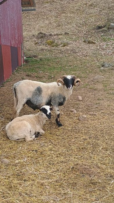 Vand berbec stramior