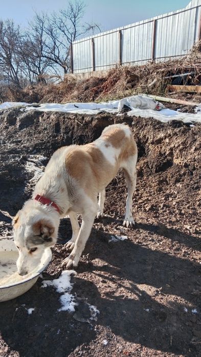 Боец төбет 1.5жыл