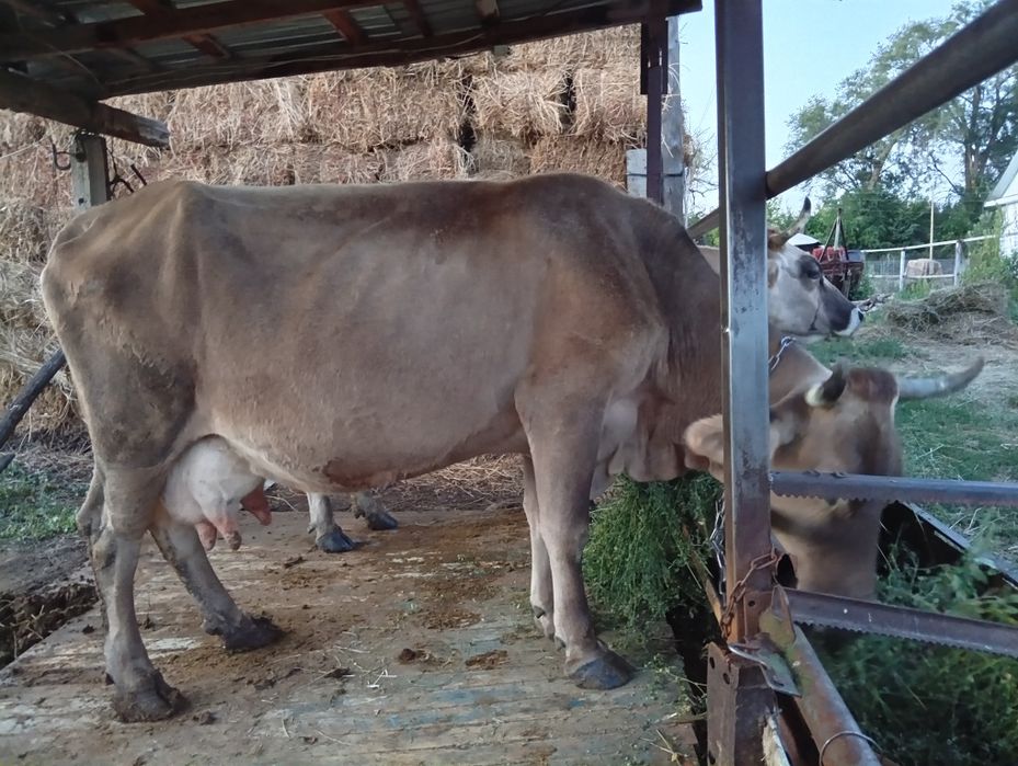 Продам 2 коровы,