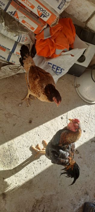 Дакан парасымен Тауык Атеш