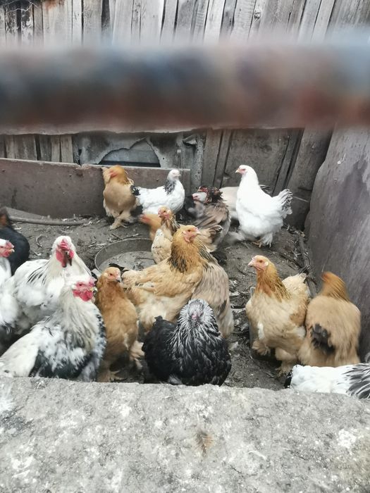 Продам петухов помесь Брама