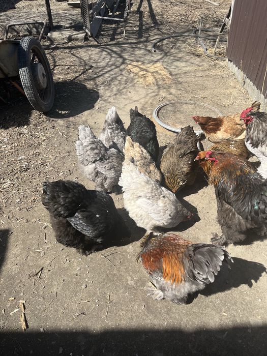 яицо Брама инкубационное.