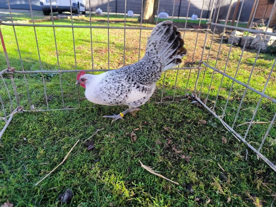 Разплодни яйца от Сребърно брезе Бантам-страхотни птици ,спокойни и ед