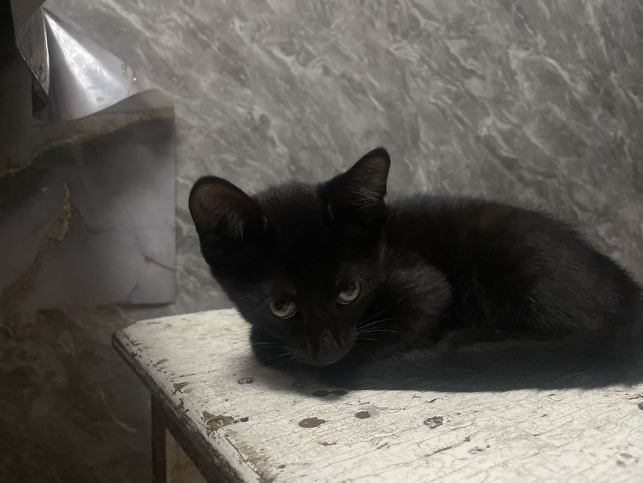 Отдам котят ,приучен накладку