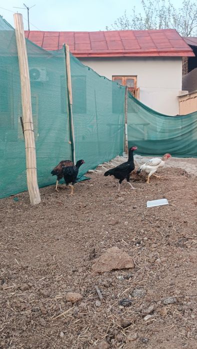 Dakan tovuqlar sotiladi