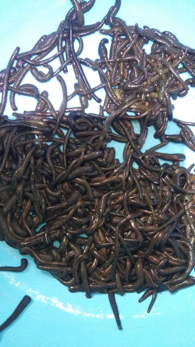 Пиявки в Актау от 550тг