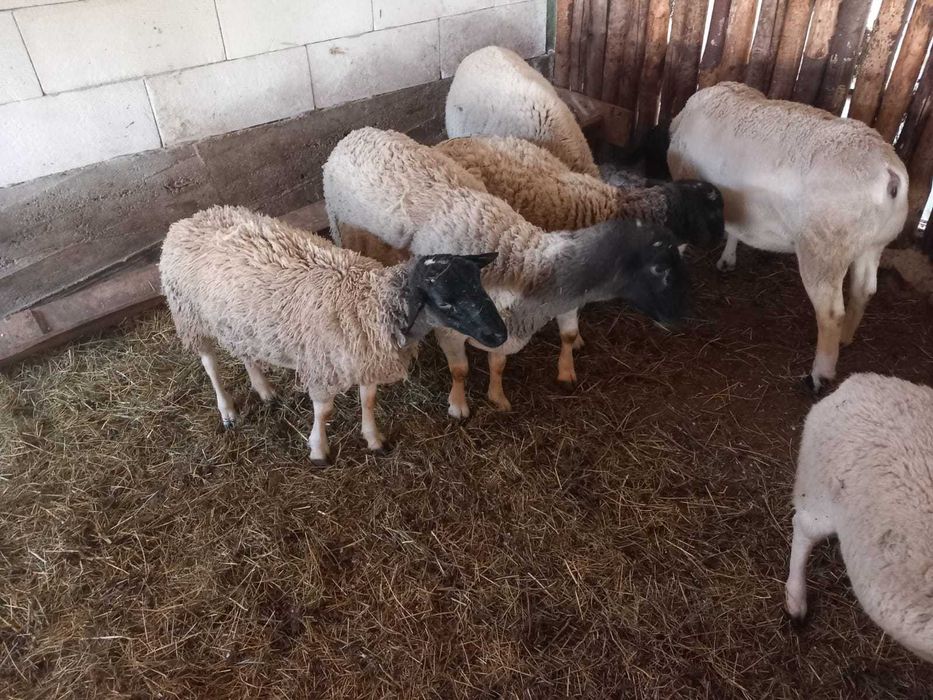 Berbeci dorper de vanzare