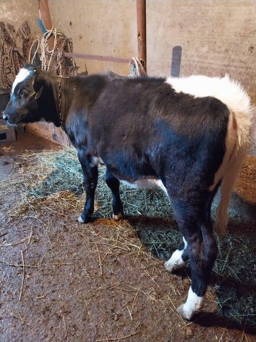 Vițică de vânzare