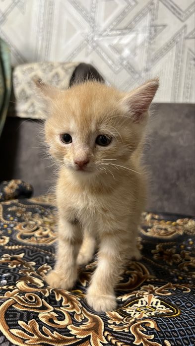 Кошка и Котята продаются!