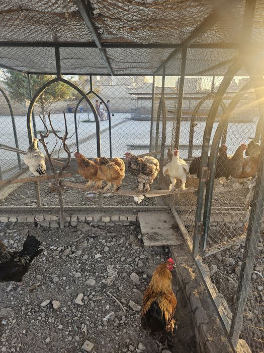 Chor bakr masjidiga Tovuq jo‘ja sesarka sotiladi