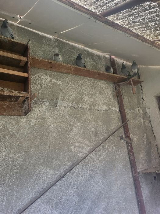 Dau porumbei la schimb cu păsări de curte