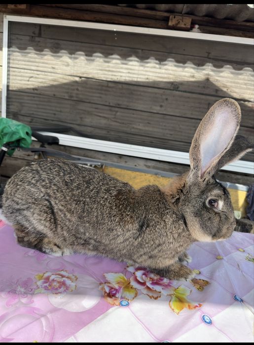 Urias German, Fluture German, Havana