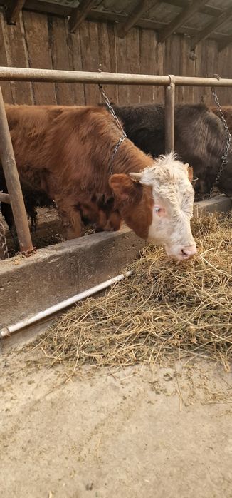 Vand doi taurasi baltati