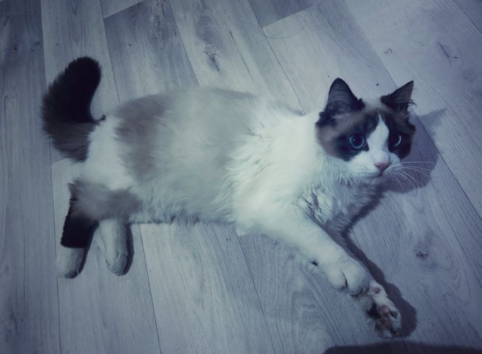 Котёнок,кот,регдолл