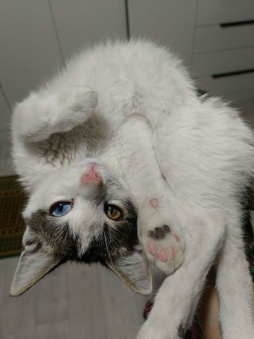 Кот черно белый с голубым глазам