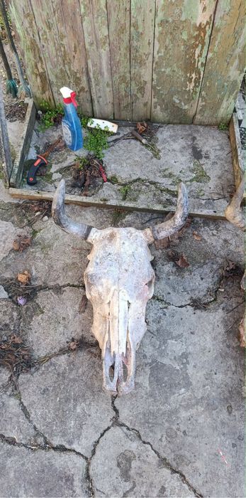 Череп на бивол на крава