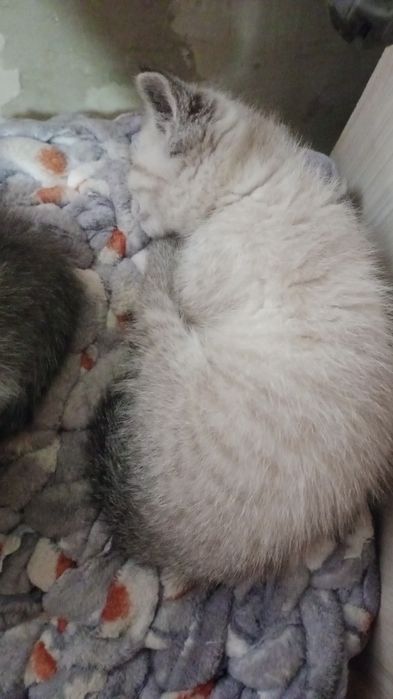 Отдам кошечку в хорошие руки