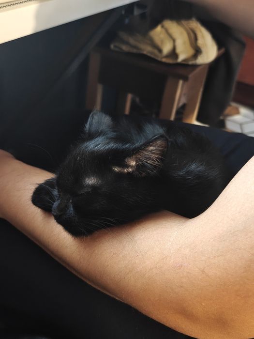 Отдам милого котёнка в добрые руки