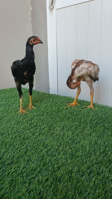Dakan jojala sotiladi