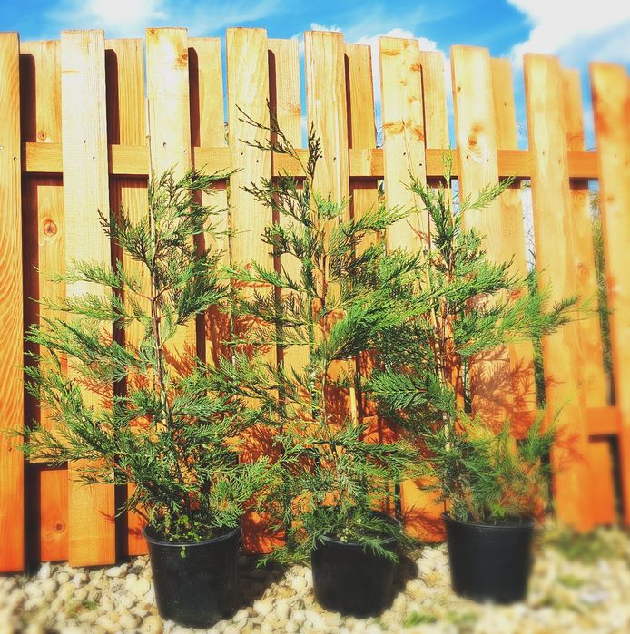 Tuia Smaragd 60-80 Cm si Leylandii pentru gard viu