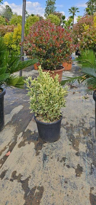 Tuia globular veșnic verde - buxus