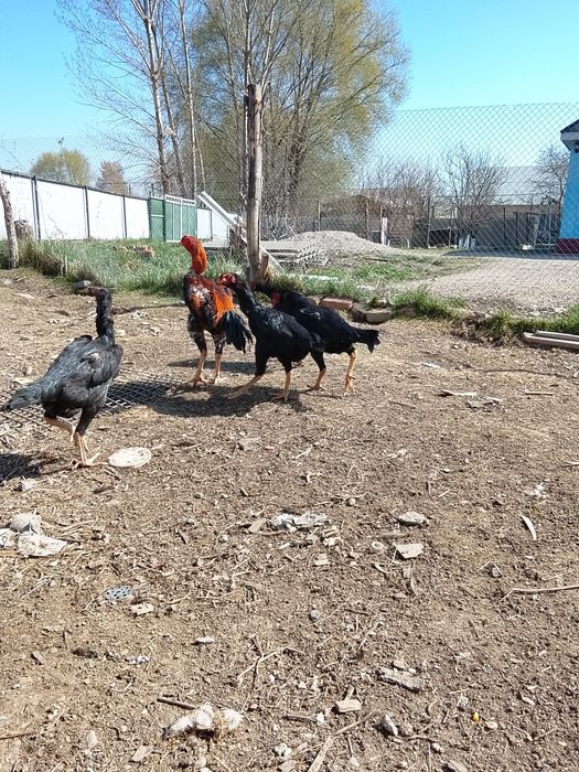 Продам яицо.от боицовых крови.