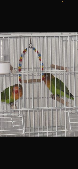 Papagali de vînzare