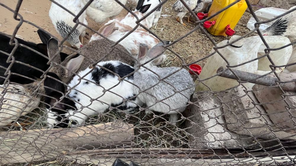 Адлер Тауык сатылады