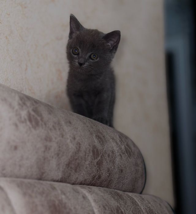 british shorthair 2 ойлик