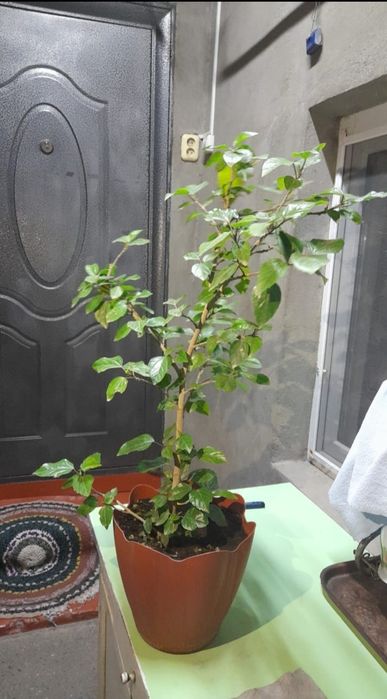 Продам домашние цветы