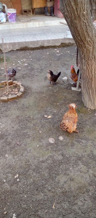 Сотилади япончалар