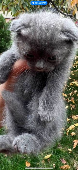 Skotish fold Котенок