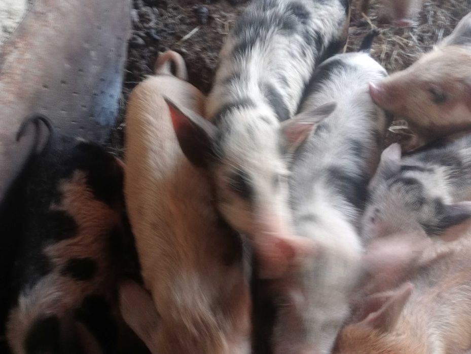 Поросята подрощенные