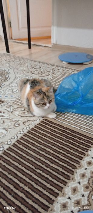 Отдам катёнка в хорошие руки