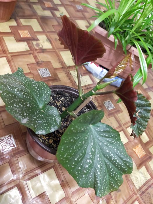 Комнатные растения