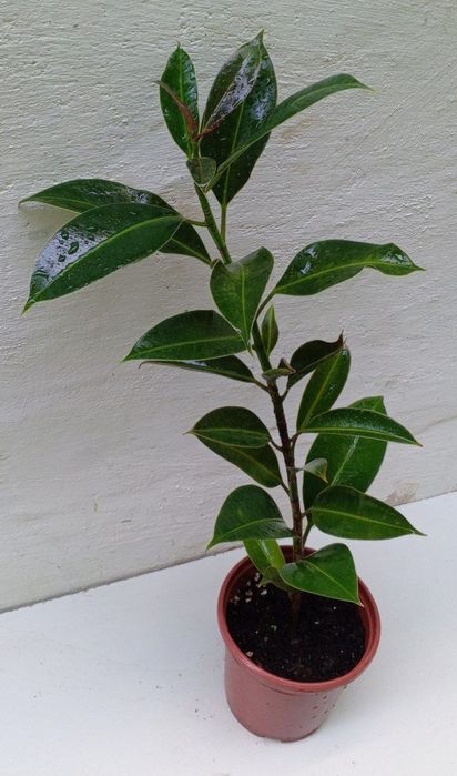 Фикус Мелани. Сорт фикуса который растет кустистым ,компактным.