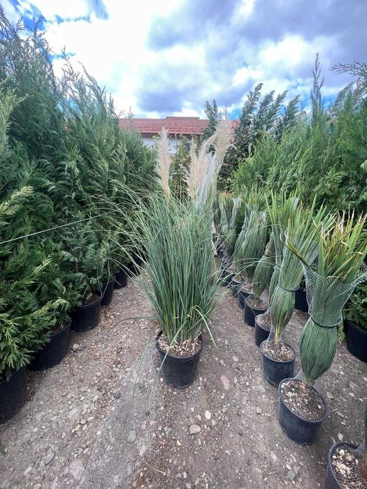 Copaci  ornamentali la comanda