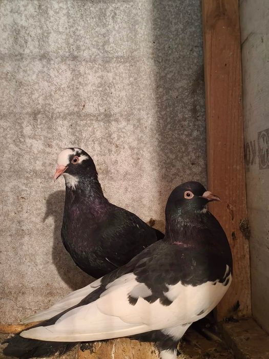 две работещи двойки Караакмани