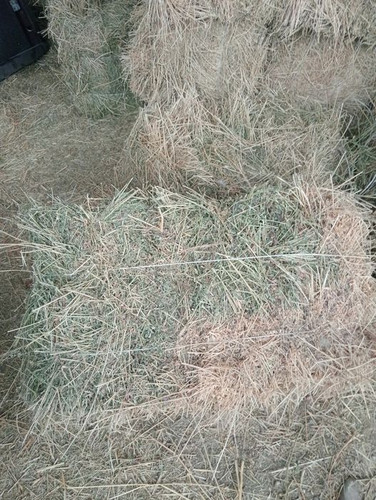 Продается клевер