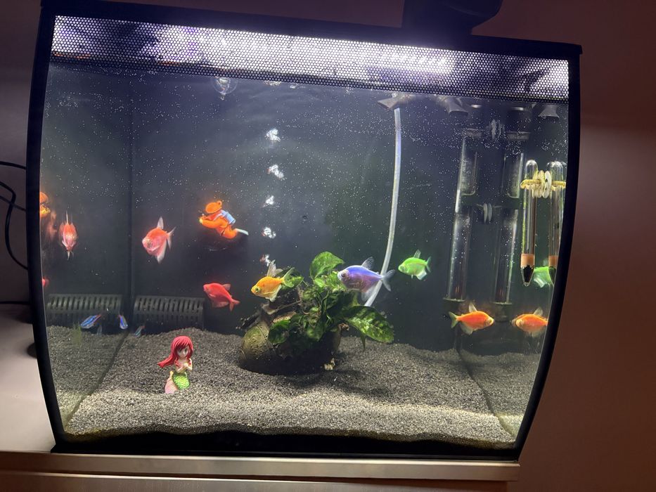 Аквариум Fluval Flex 57 +помпа+нагревател+препарати+ рибки