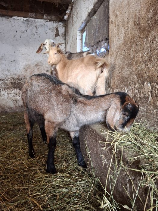 Capra anglo-nubiana metis