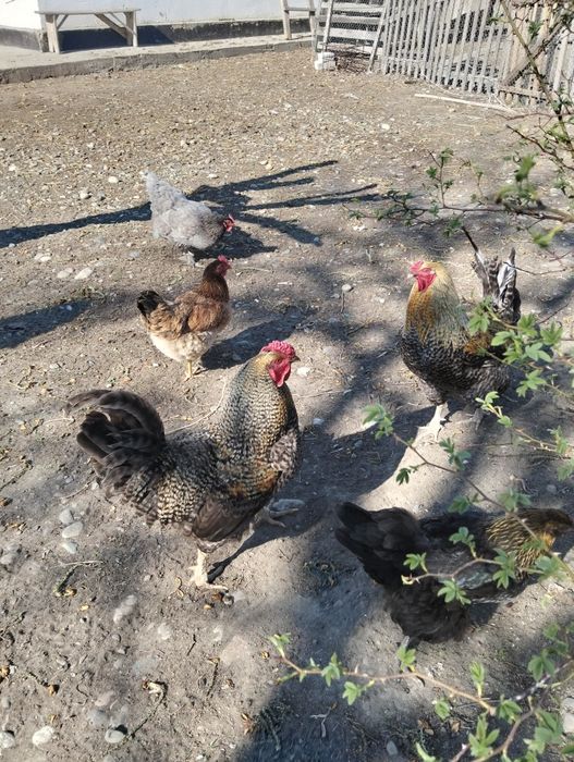 Продам хороших больших петухов