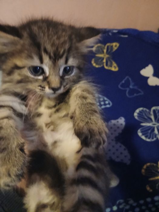 Pisici pt adoptie