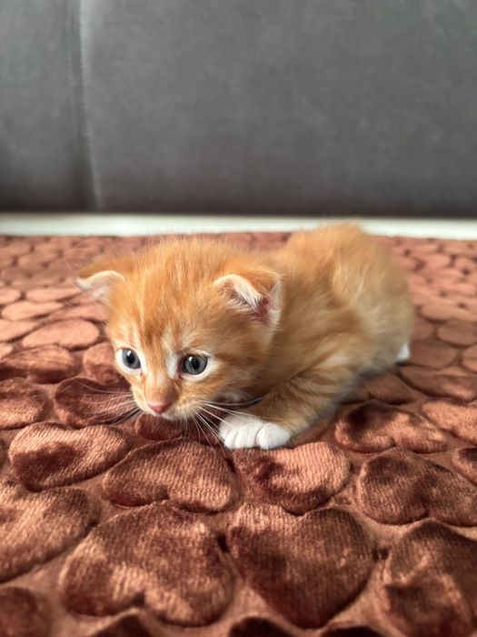 Котята Вислоухие