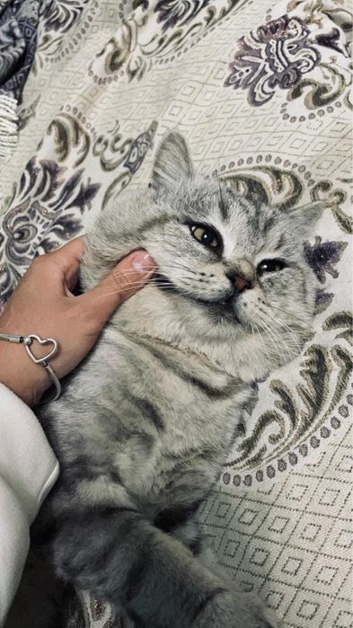 Милые британские котята ищут уютный дом!
