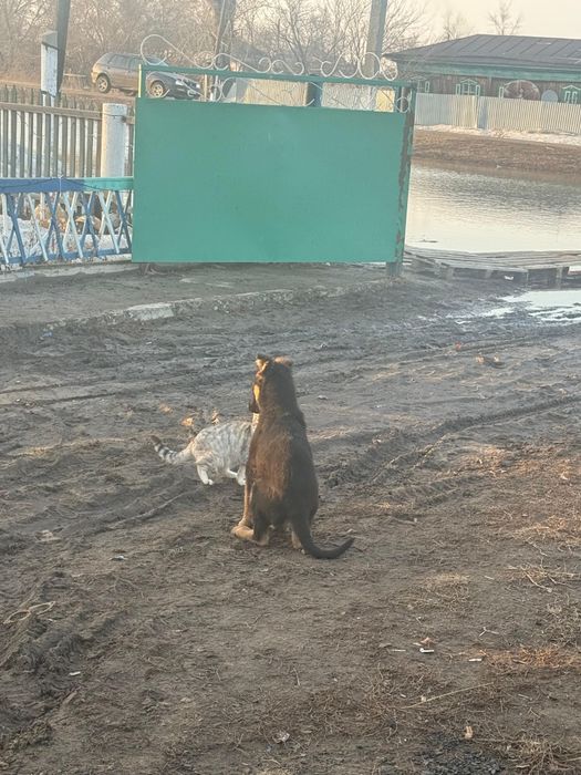 Продам щенка овчарки